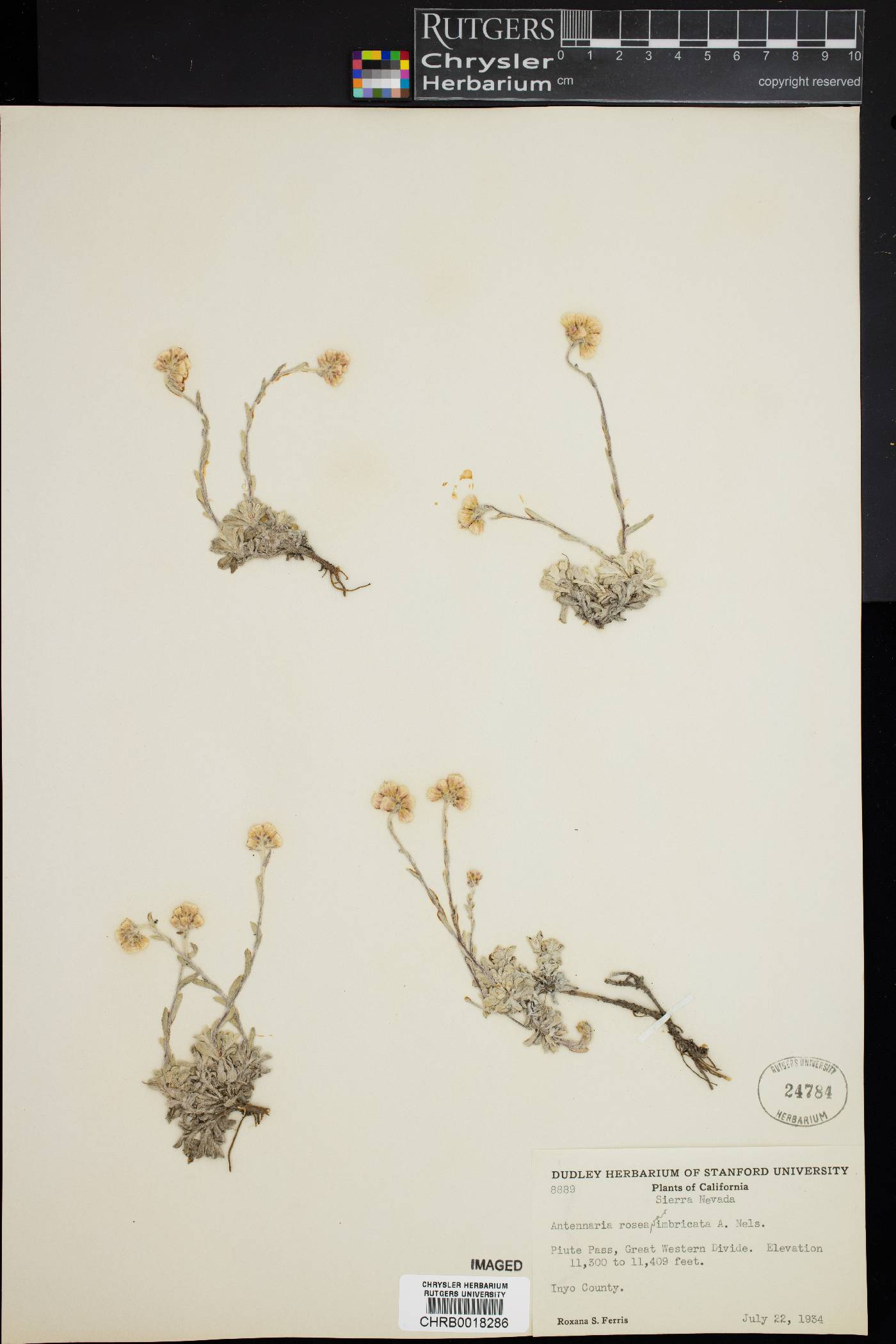Antennaria rosea var. imbricata image
