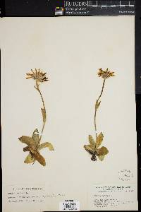 Arnica montana image