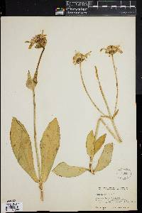 Arnica montana image