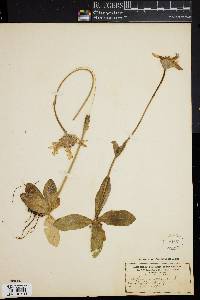 Arnica montana image