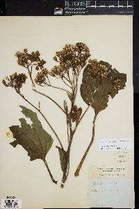 Arnoglossum ovatum image