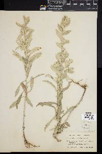 Artemisia ludoviciana subsp. ludoviciana image