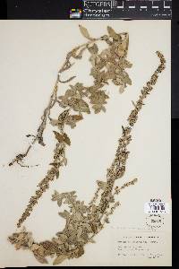 Artemisia ludoviciana subsp. ludoviciana image