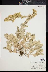 Artemisia stelleriana image