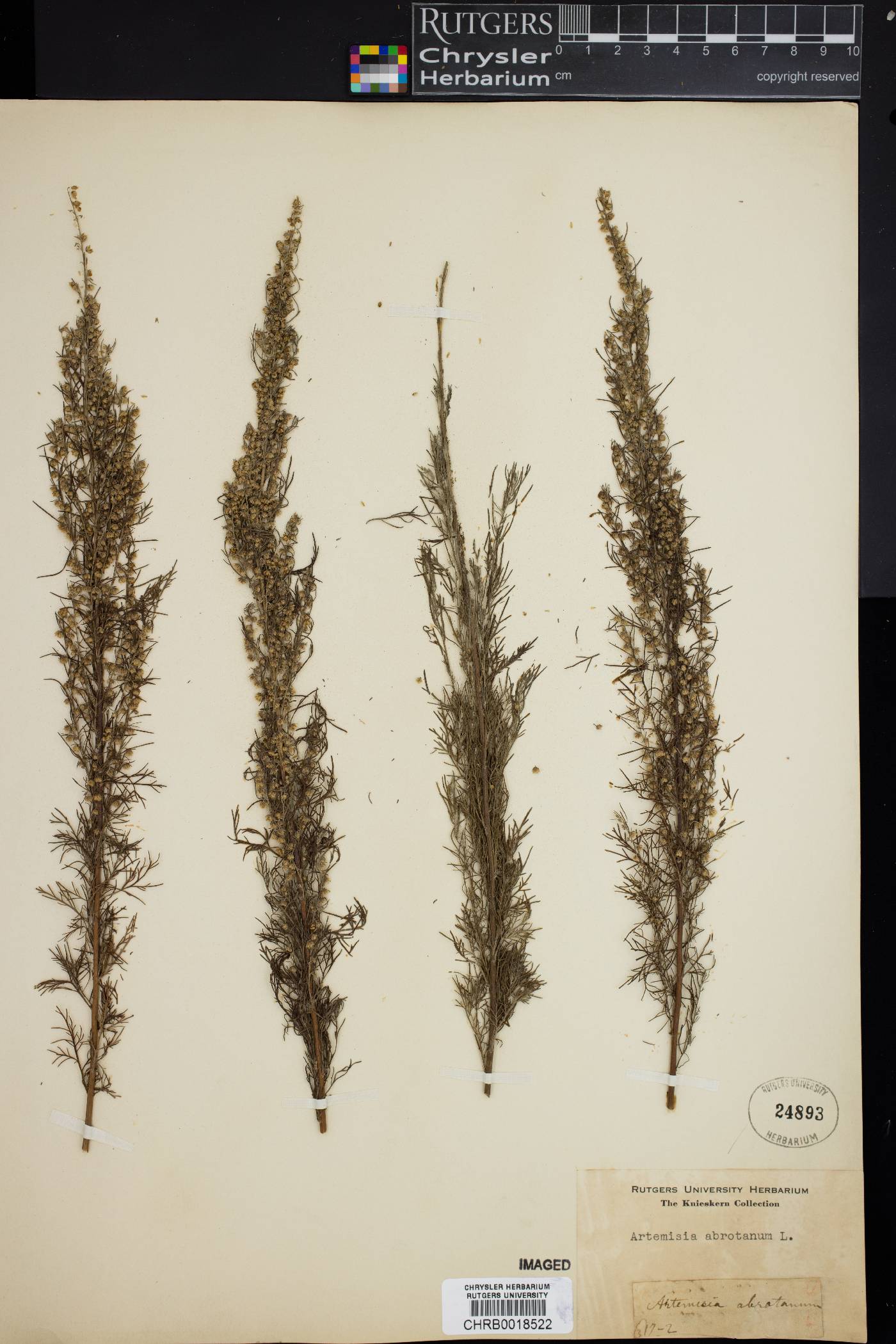 Artemisia abrotanum image