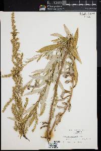 Artemisia douglasiana image