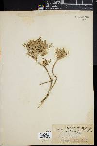 Artemisia mauiensis image