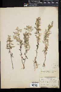 Artemisia pontica image