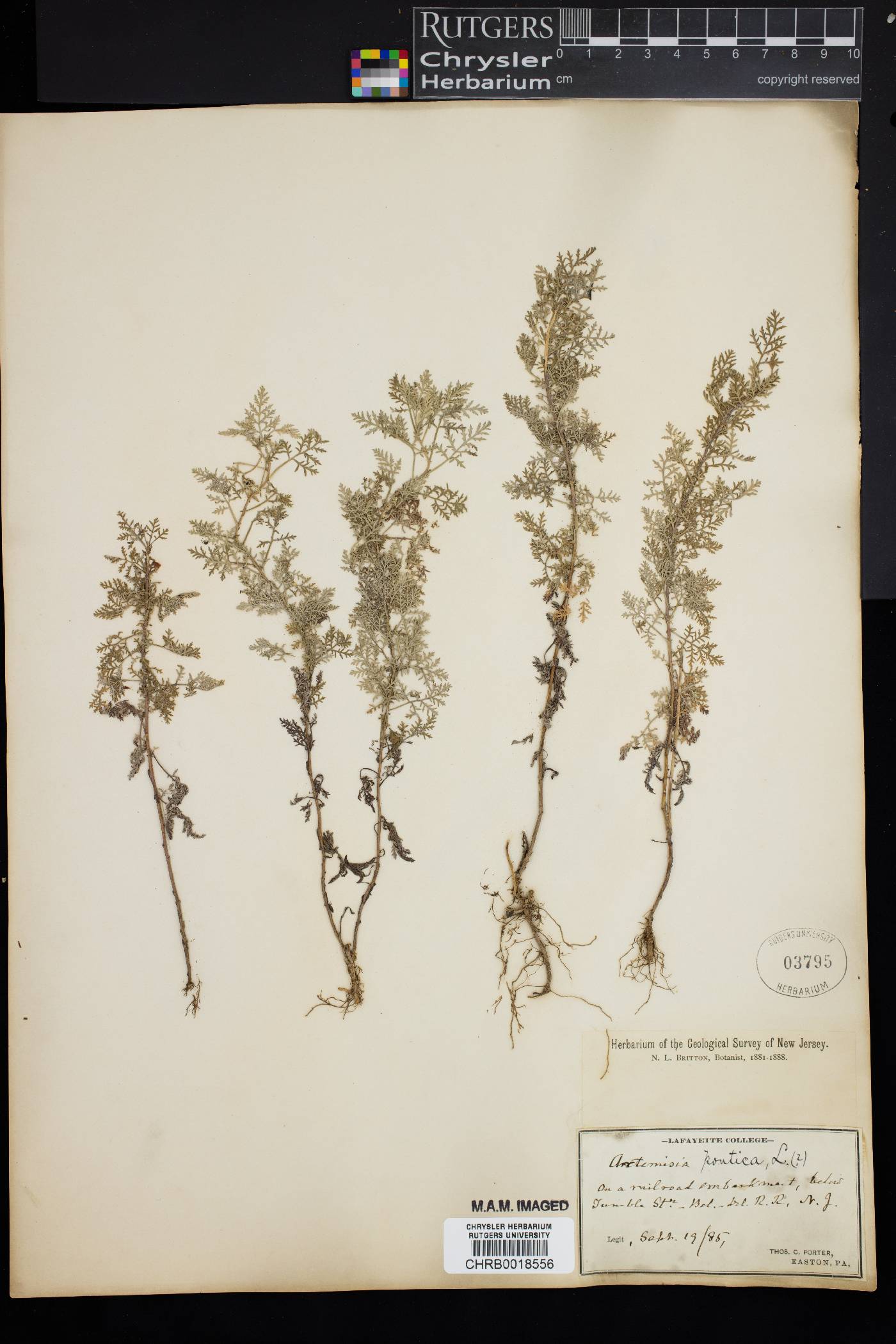 Artemisia pontica image