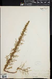 Artemisia biennis image