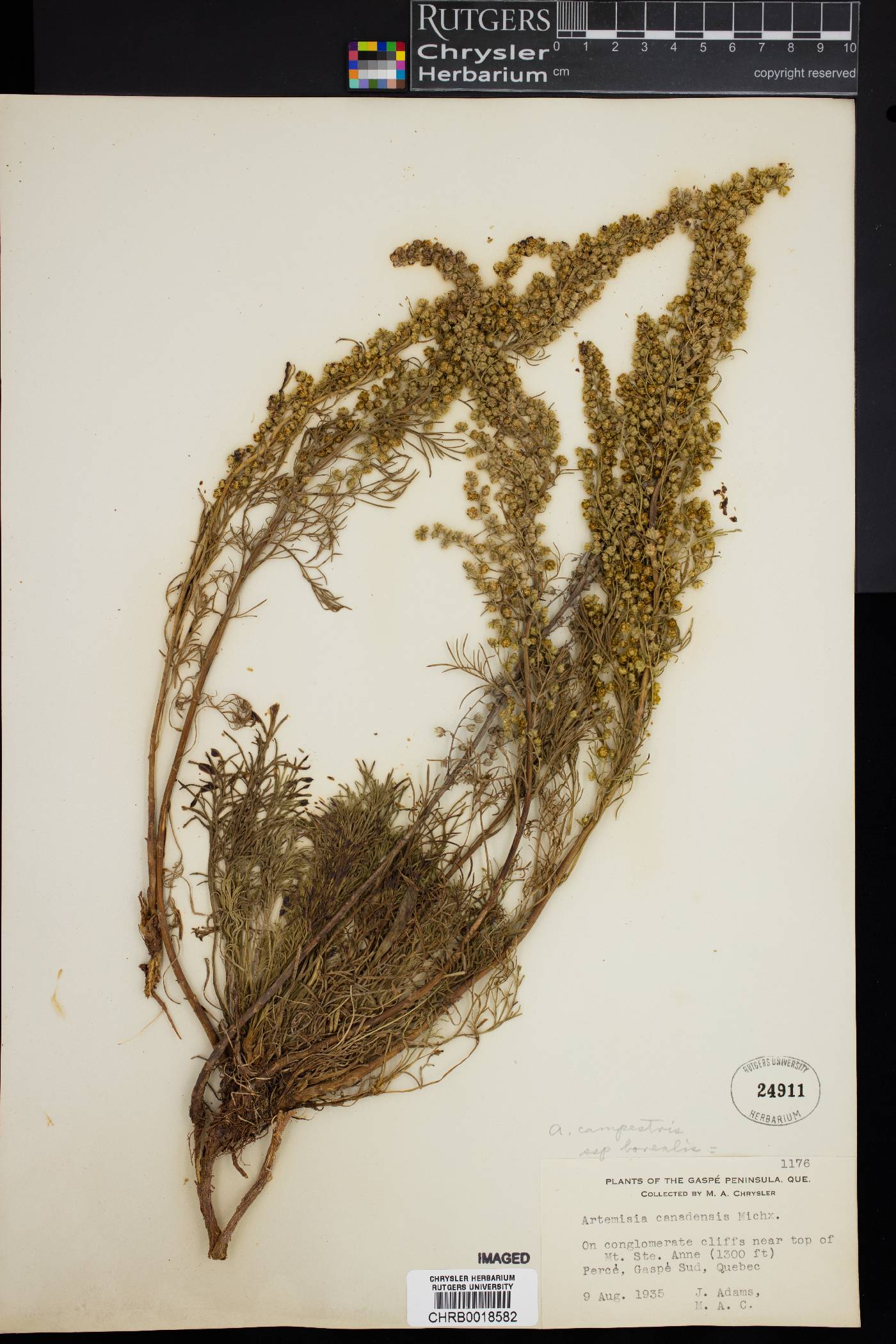 Artemisia campestris subsp. borealis image