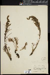 Artemisia campestris subsp. borealis image