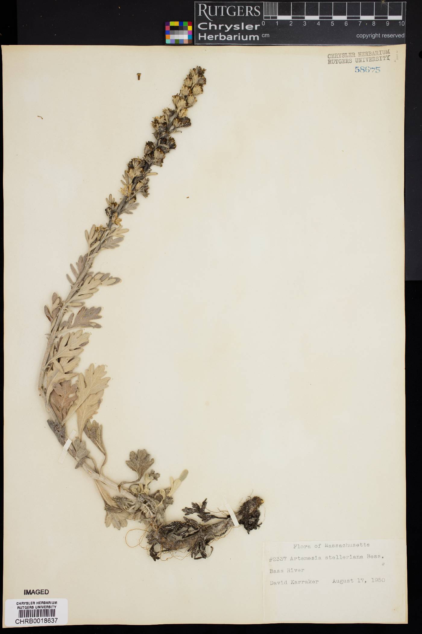 Artemisia stelleriana image