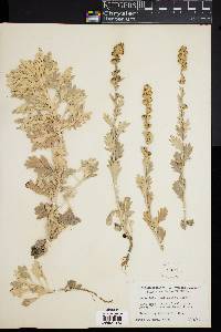 Artemisia stelleriana image