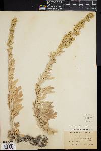 Artemisia stelleriana image