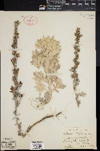 Artemisia stelleriana image