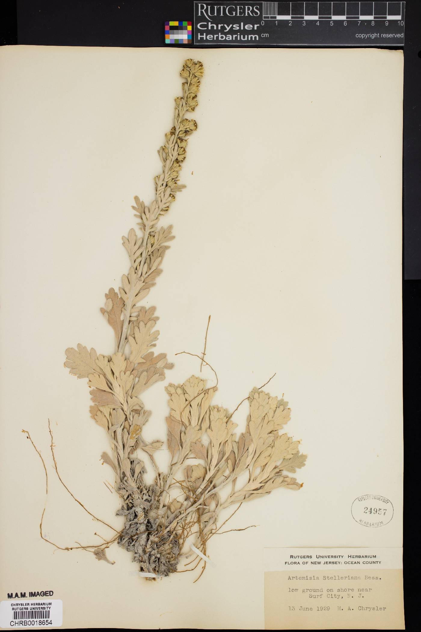 Artemisia stelleriana image