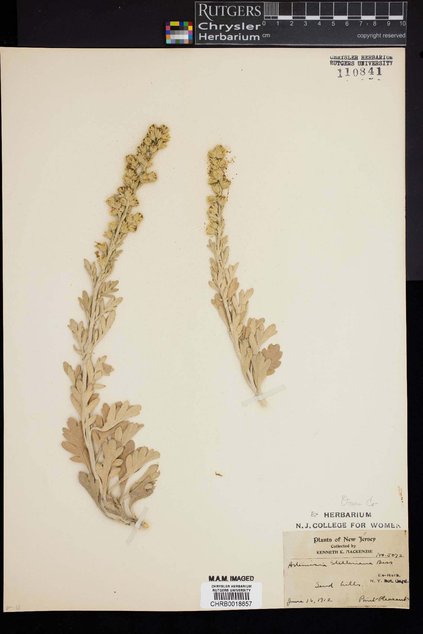 Artemisia stelleriana image