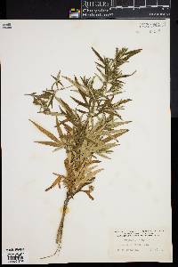 Artemisia vulgaris image