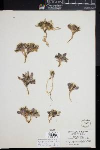 Askellia pygmaea image