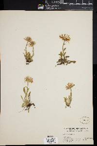 Aster alpinus image