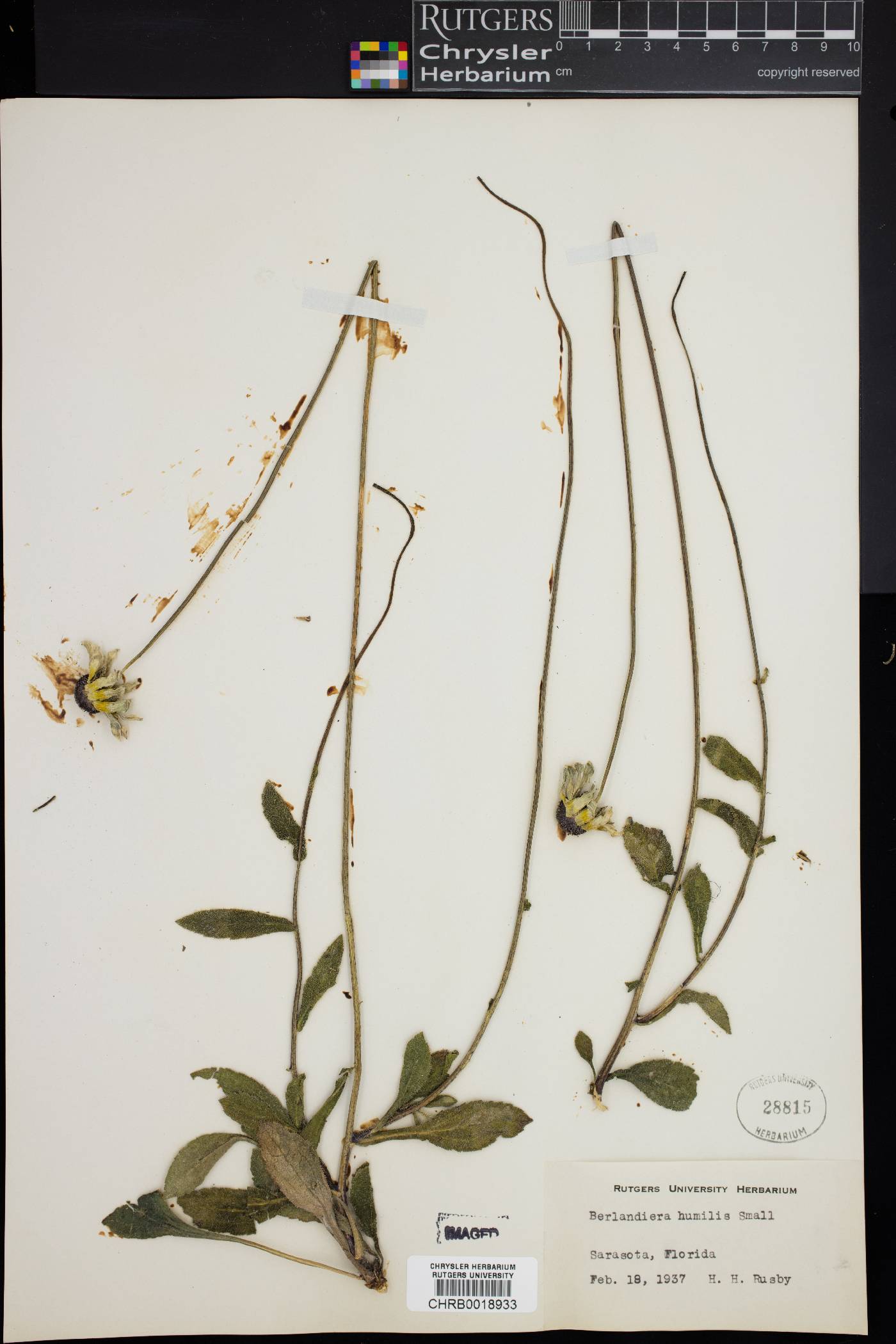 Berlandiera humilis image