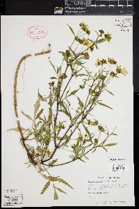 Bidens aristosa image