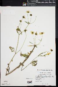 Bidens aristosa image