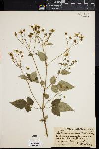 Bidens asymmetrica image