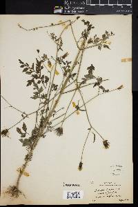 Bidens bipinnata image