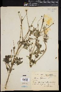 Bidens bipinnata image