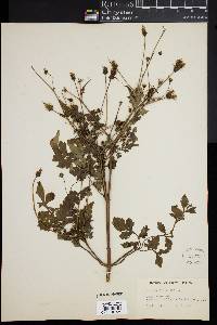 Bidens bipinnata image