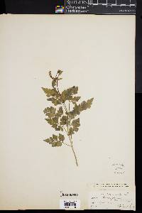 Bidens bipinnata image