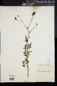 Bidens bipinnata image