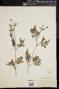 Bidens bipinnata image