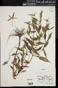 Bidens connata image