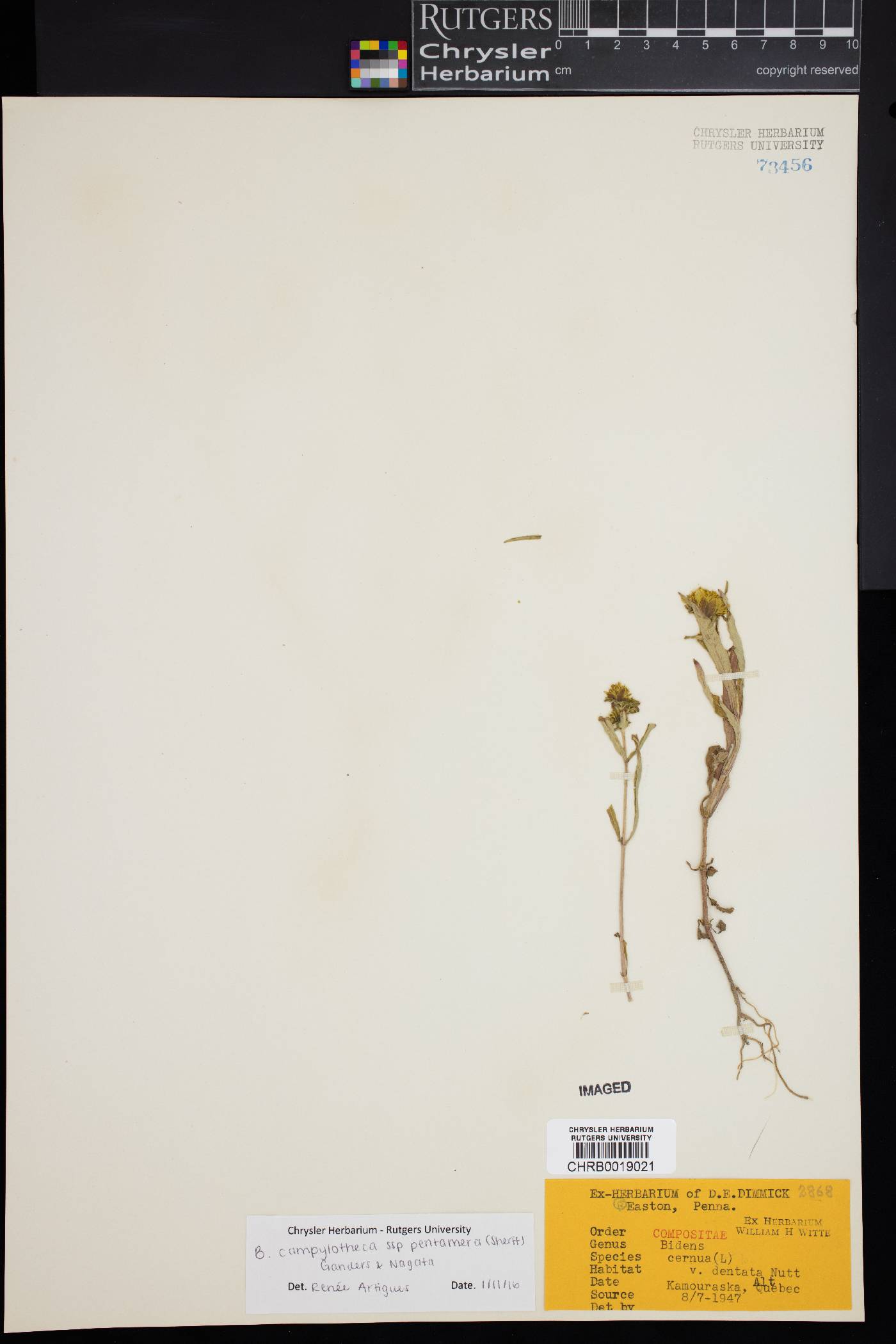 Bidens campylotheca subsp. pentamera image