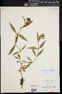 Bidens campylotheca subsp. pentamera image