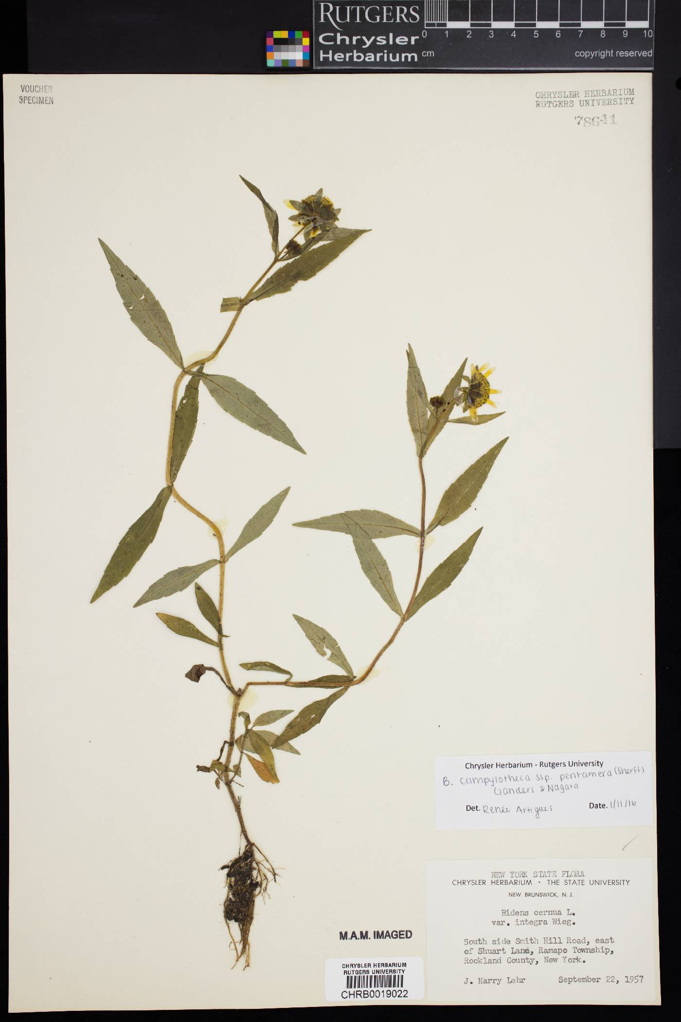 Bidens campylotheca subsp. pentamera image