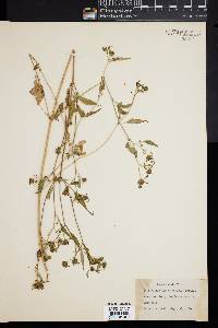 Bidens discoidea image