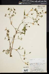 Bidens discoidea image