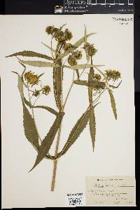 Bidens laevis image