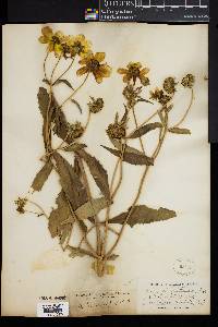 Bidens laevis image