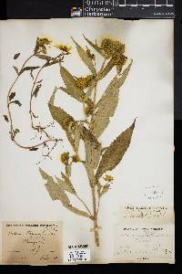 Bidens laevis image