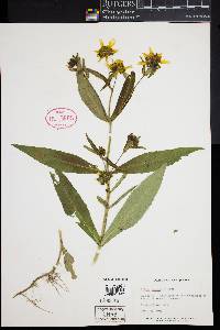 Bidens laevis image