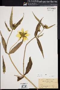 Bidens laevis image