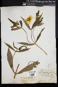 Bidens laevis image