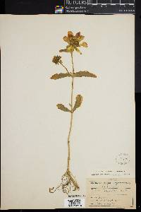 Bidens laevis image