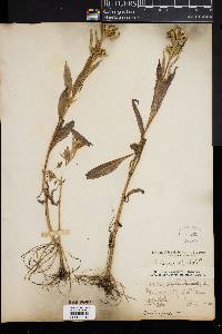 Bidens laevis image