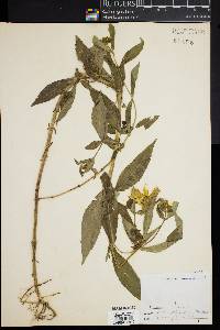 Bidens laevis image